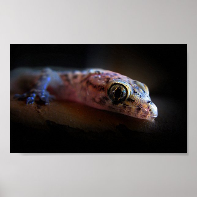 Mediterranean Gecko Lizard Poster (Front)