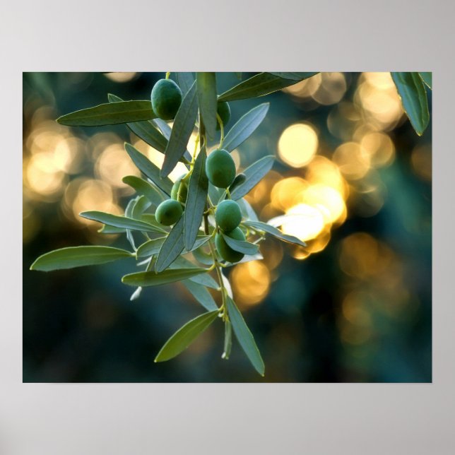 Mediterranean Gold; Olives On It’s Tree Branch Poster (Front)
