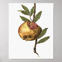 Mediterranean Pomegranate Fruit And Seeds Botanica