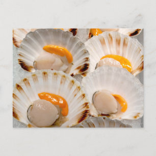 Mediterranean scallops  postcard
