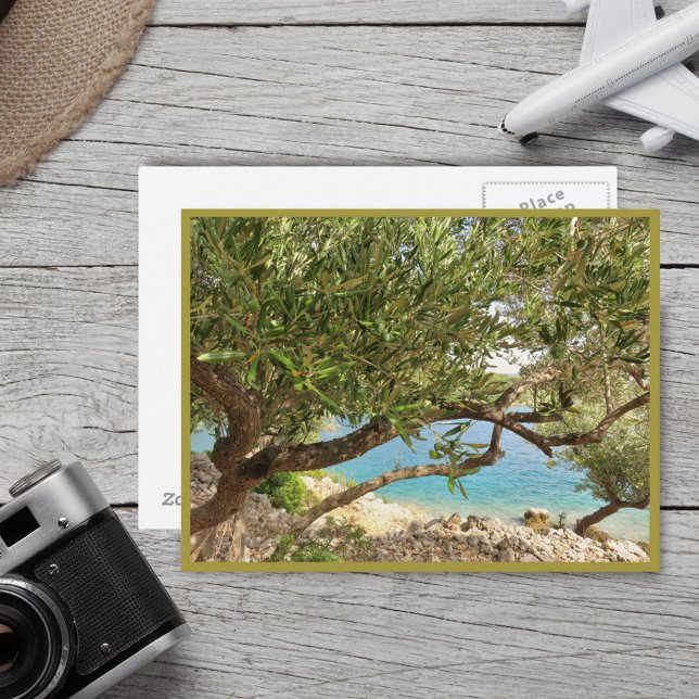 Mediterranean Sea Olive Tree Postcard (Creator Uploaded)