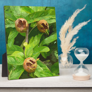 MEDLAR FRUIT PLAQUE