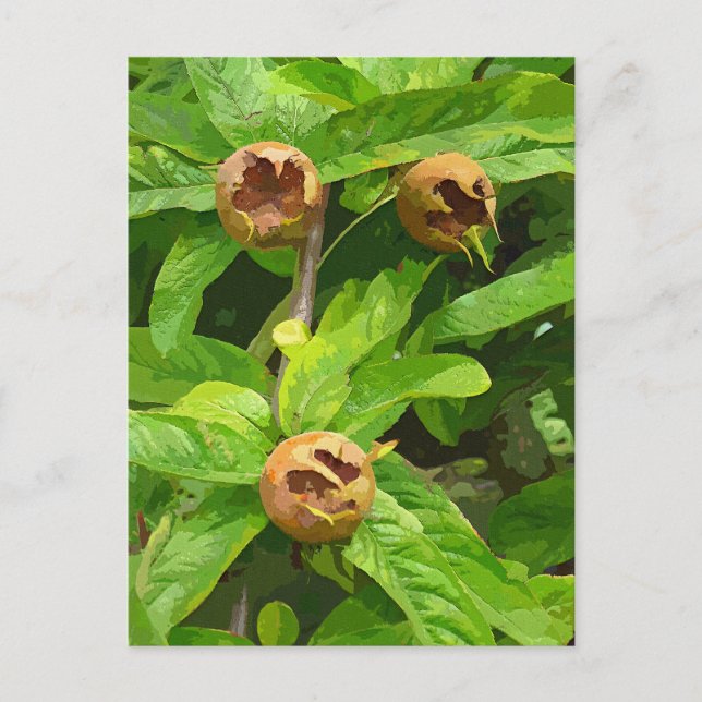 MEDLAR FRUIT POSTCARD (Front)