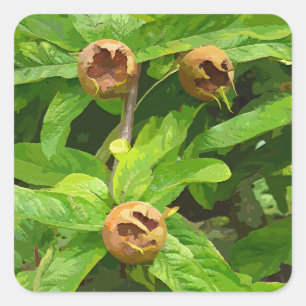 MEDLAR FRUIT SQUARE STICKER