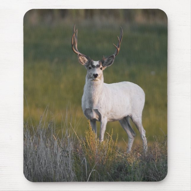 Meeker's White Deer 2 Mouse Pad (Front)