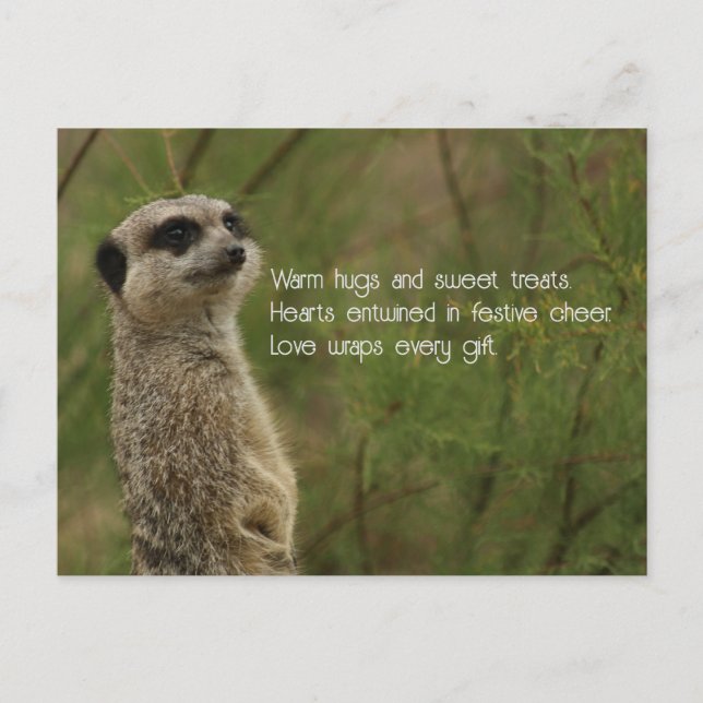 Meercat Haiku Holiday Post Card (Front)