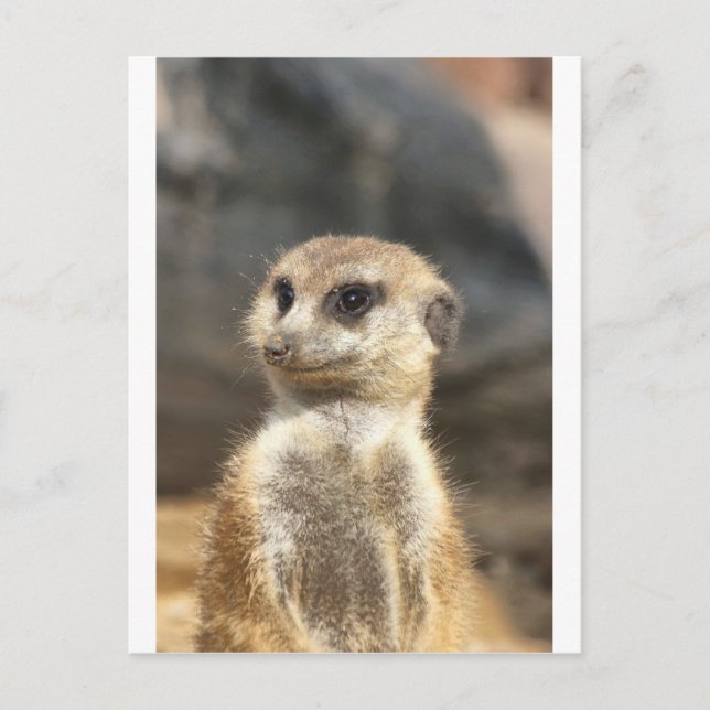 Meercat Postcard (Front)