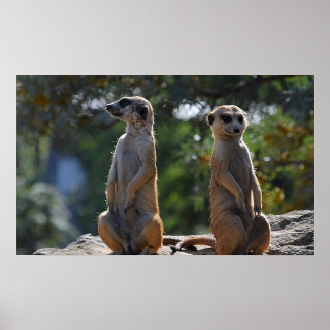 Meercat  poster (Front)