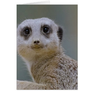 meerkat
