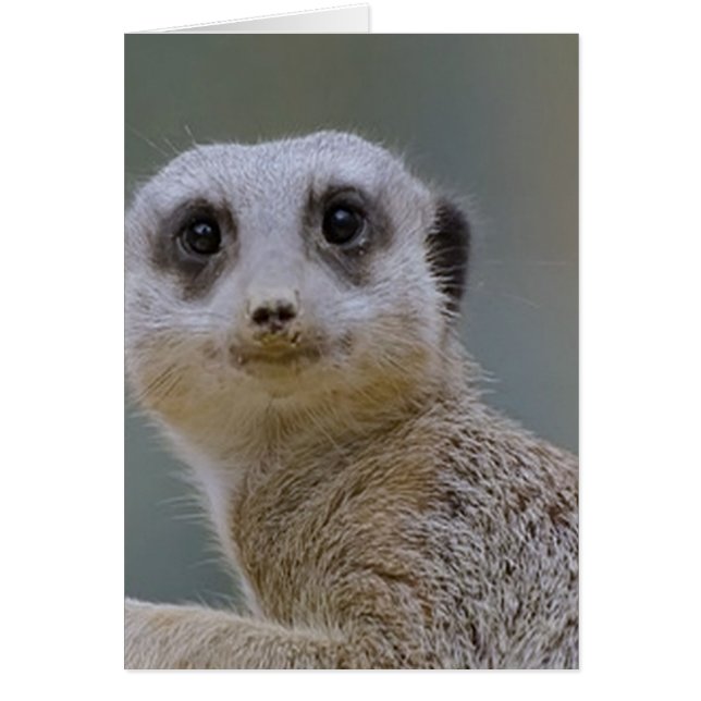 meerkat (Front)