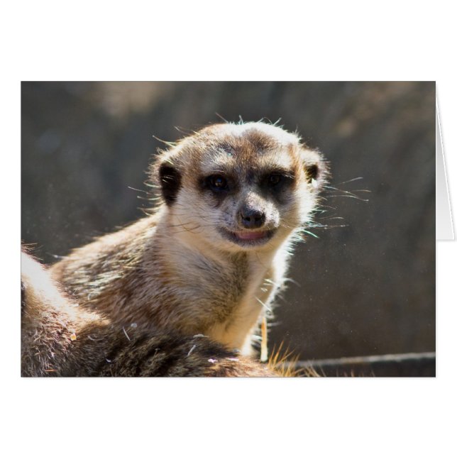 Meerkat (Front Horizontal)