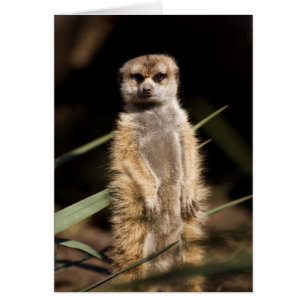 Meerkat