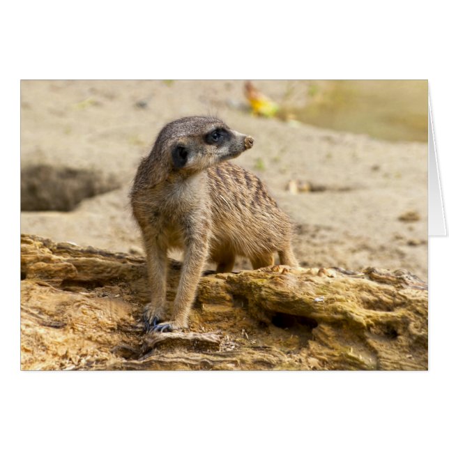 Meerkat (Front Horizontal)