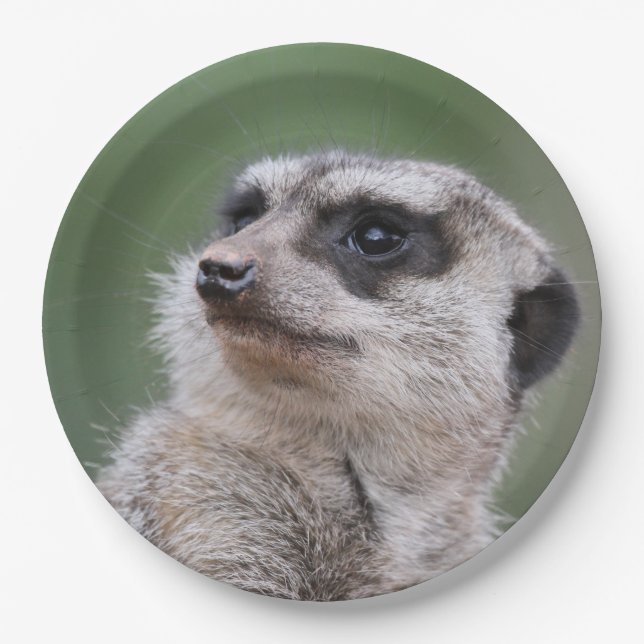 Meerkat20150210 Paper Plate (Front)