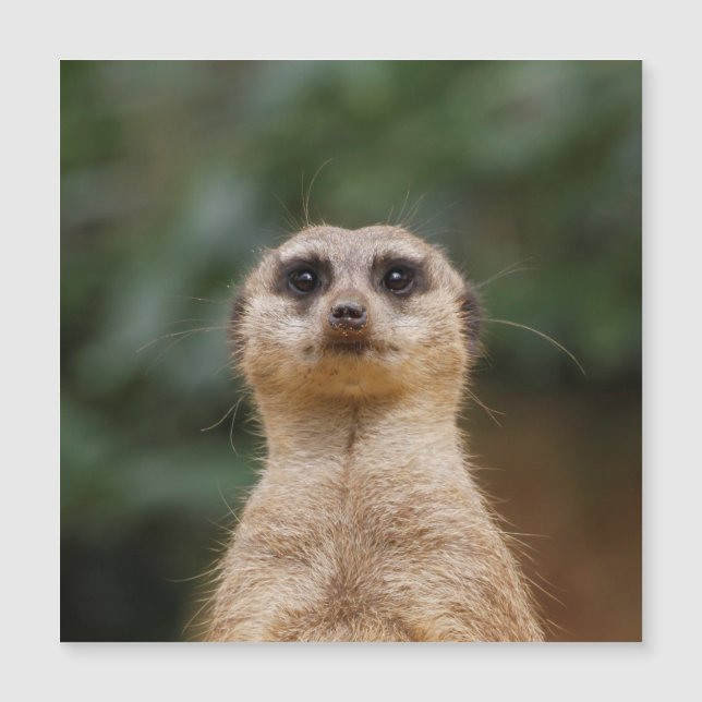 Meerkat 001 (Front)