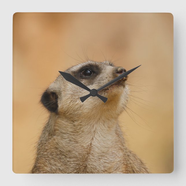 Meerkat 001 by JAMFoto Square Wall Clock (Front)