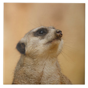 Meerkat 001 by JAMFoto Tile