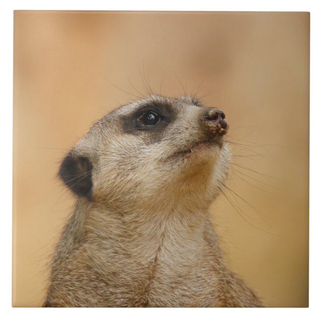 Meerkat 001 by JAMFoto Tile (Front)