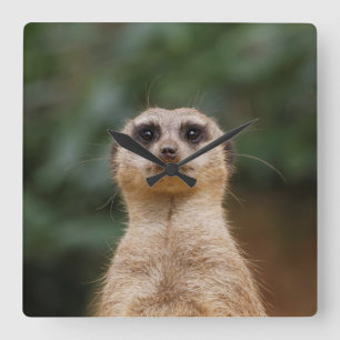 Meerkat 001 square wall clock