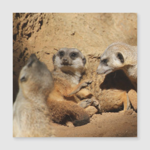 Meerkat 002