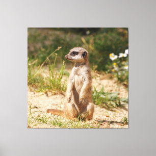 Meerkat_005 Canvas Print