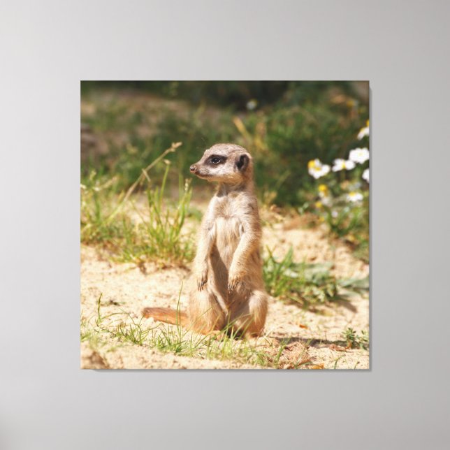 Meerkat_005 Canvas Print (Front)