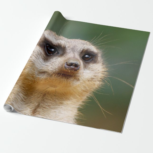 Meerkat 005 wrapping paper (Unrolled)