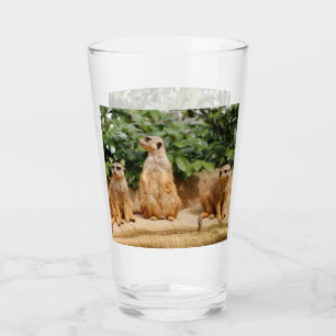 Meerkat 008 glass