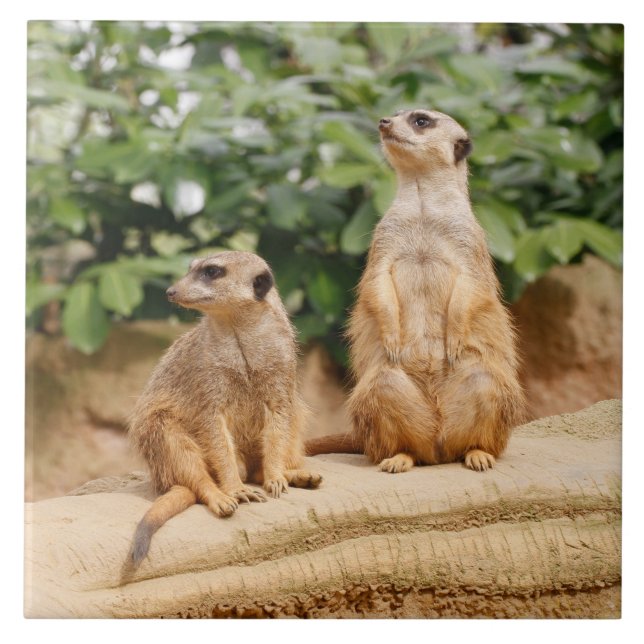 Meerkat 009 tile (Front)