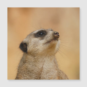 Meerkat 011