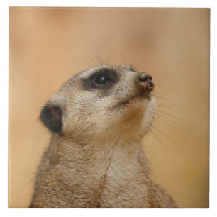 Meerkat 011 tile
