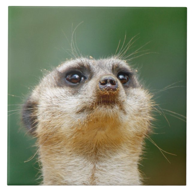 Meerkat 012 tile (Front)