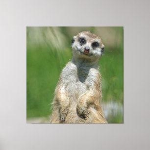 Meerkat 013 canvas print