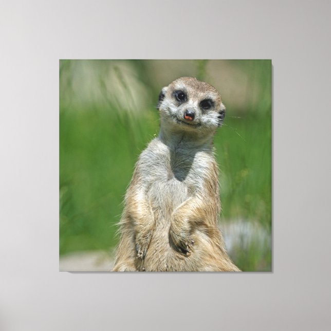 Meerkat 013 canvas print (Front)