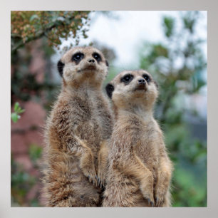 Meerkat 013 poster