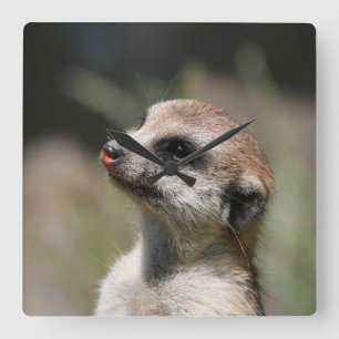 Meerkat 014 square wall clock