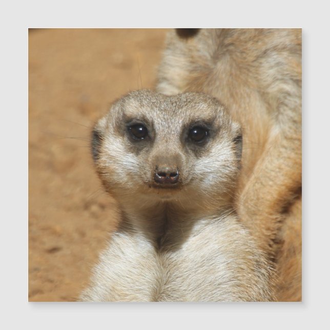 Meerkat 016 (Front)
