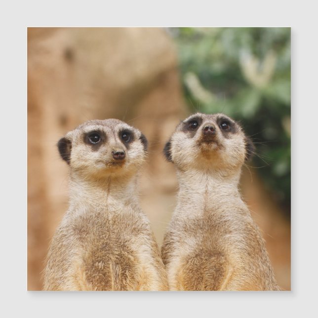 Meerkat 017 (Front)