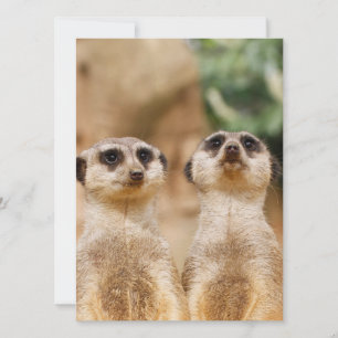 Meerkat 017 holiday card