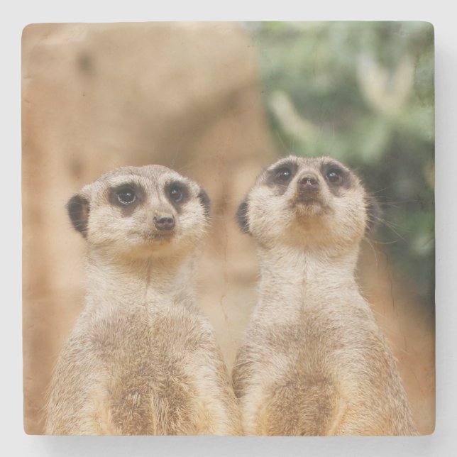 Meerkat 017 stone coaster (Front)