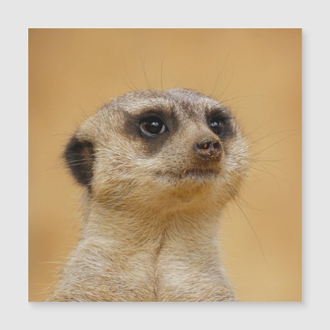 Meerkat 020 (Front)