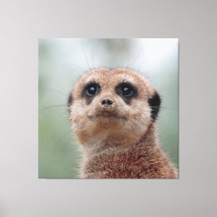 Meerkat 020 canvas print