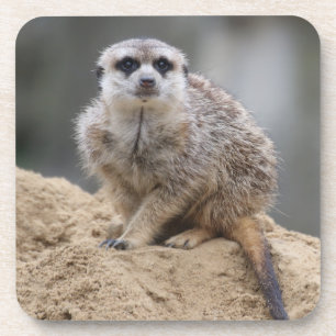 Meerkat 021 coaster