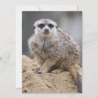 Meerkat 021