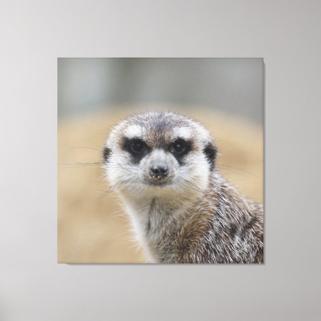Meerkat 022 canvas print (Front)
