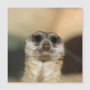 Meerkat 023