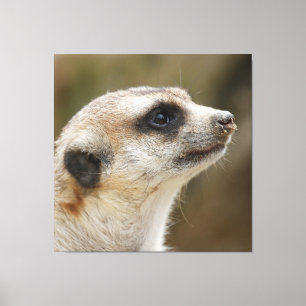 Meerkat 028 canvas print