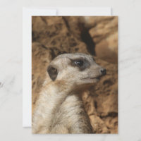 Meerkat 029