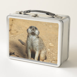 Meerkat 031 metal lunch box