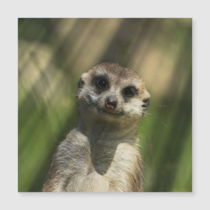 Meerkat 034